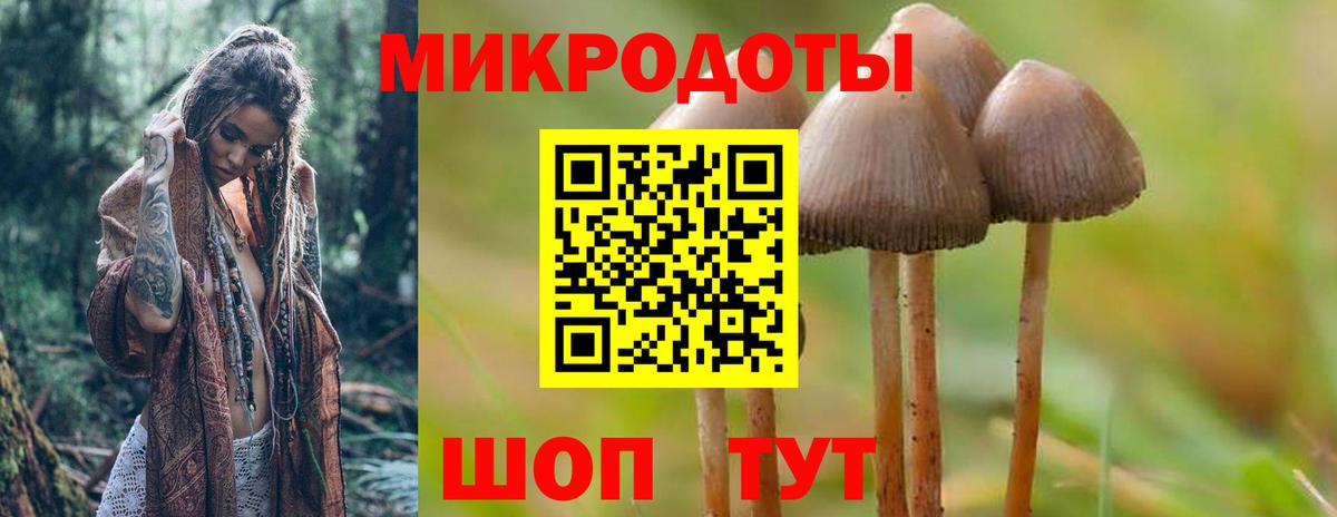 Псилоцибиновые грибы Psilocybine cubensis  Железногорск 